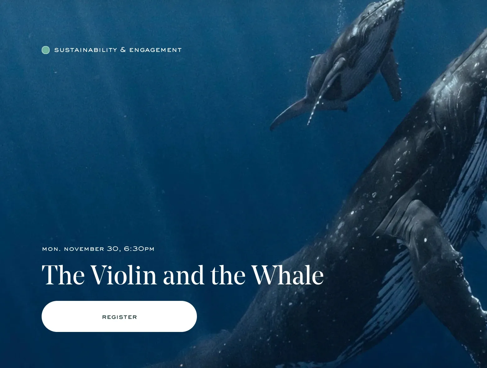 Whale underwater
